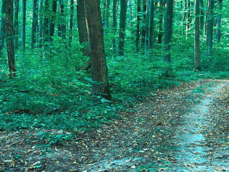 Forest scene with tall green trees and a dirt trail that splits into two paths, symbolizing a choice or fork in the road.