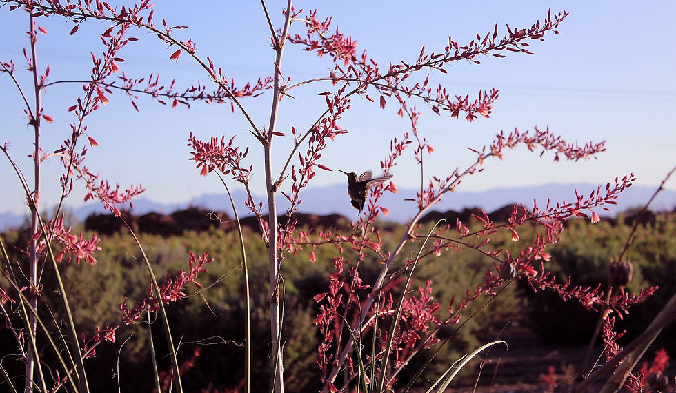 Little Giant Hesperaloe in flower with hummingbird