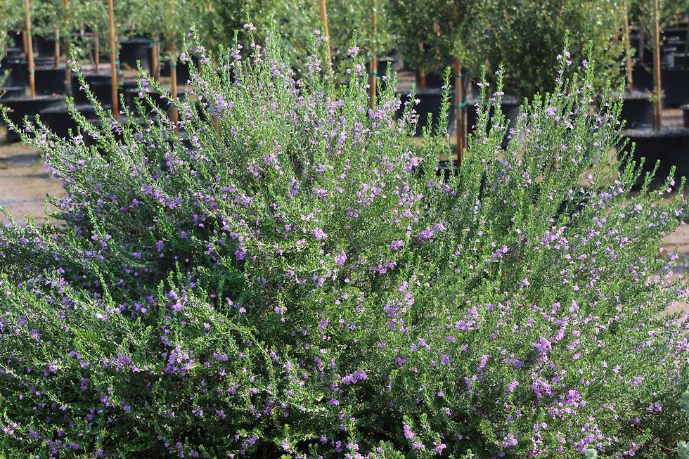 'Purple Rain' Leucophyllum x laevigatum PPAF