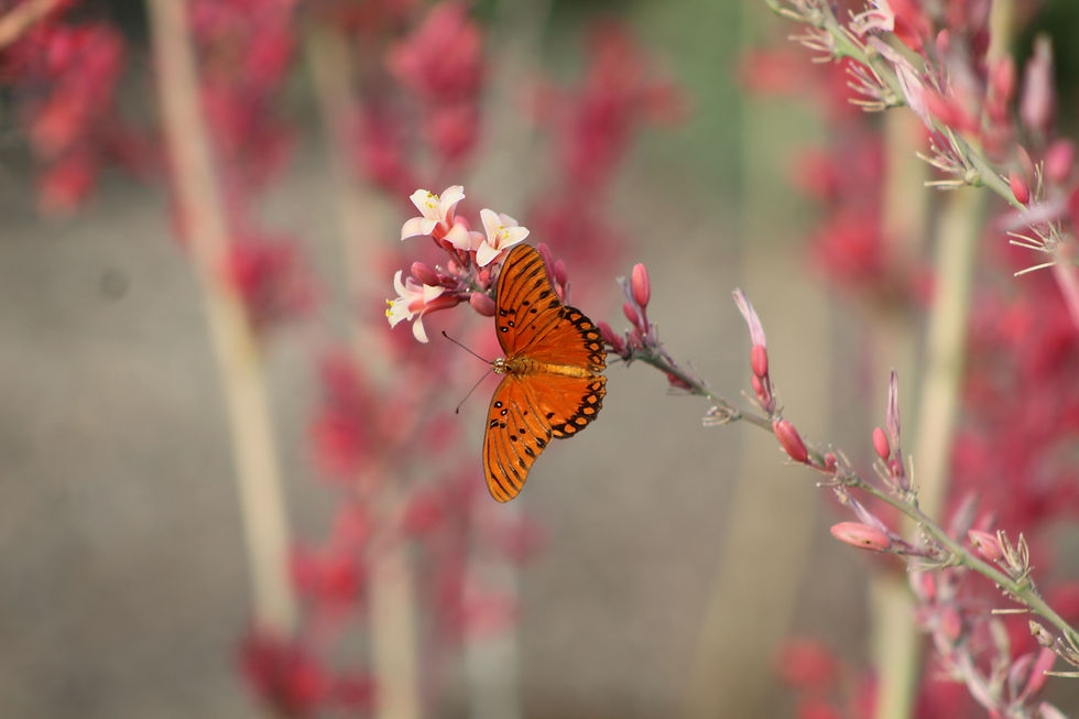 Little Giant Hesperaloe flower with butterfly pollinator