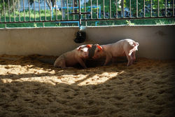 20160717_170305_0015