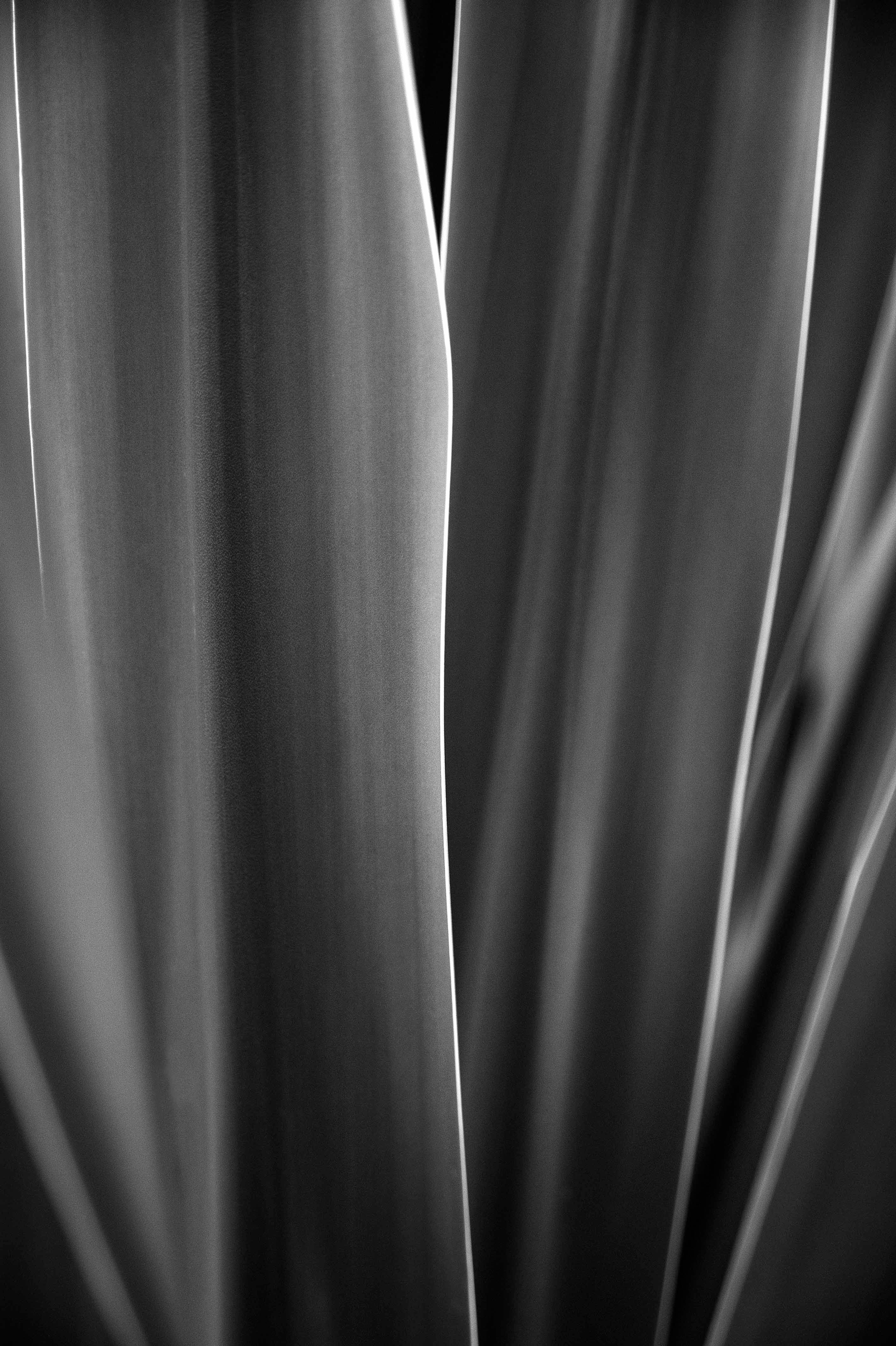 115 CAPE TOWN, SOUTH AFRICA  - FLOWER LEAVES