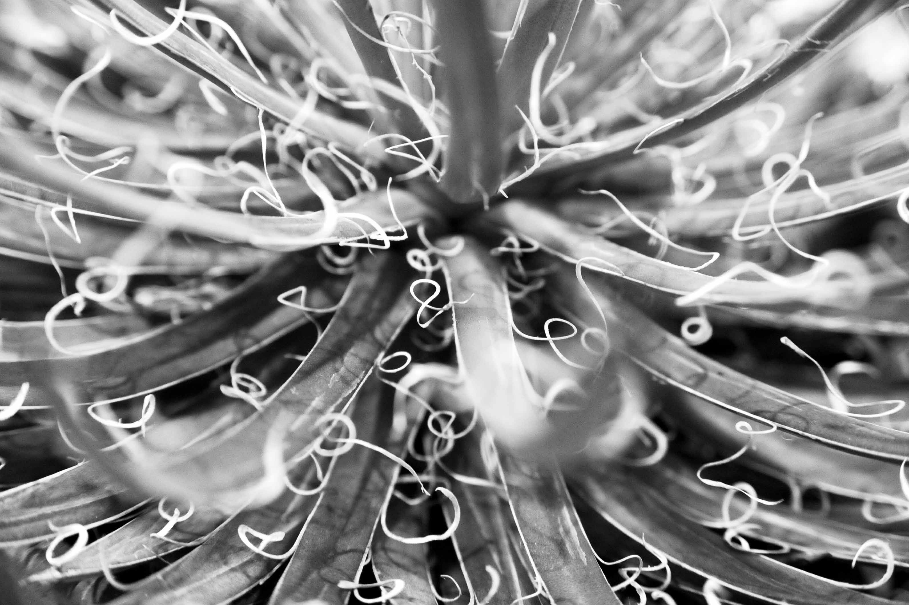 92 PHILLY, PA - FLOWER SHOW