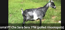 sera.PNG