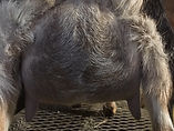 darby udder 2019.jpg