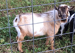 merlin yearling 2019.jpg
