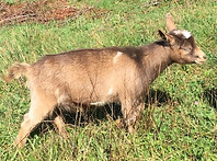 ellie doeling 2019.jpg