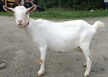 image (45).jpeg