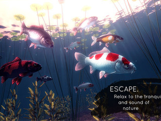 My Koi Meditations