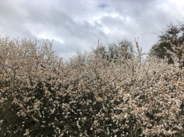 image1.jpeg