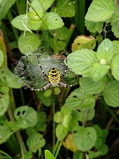 Spiders and Harvestmen