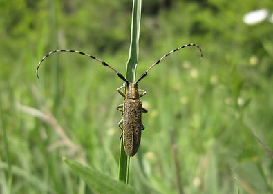 Other Insects