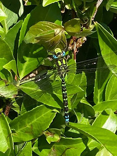 Dragonflies