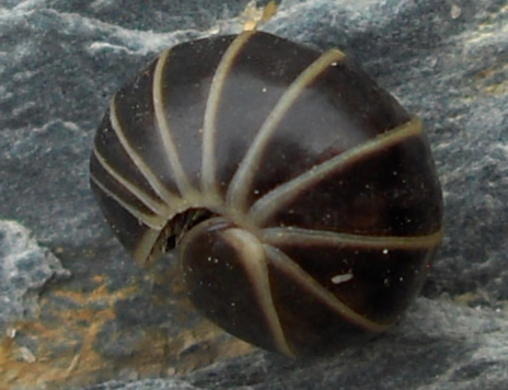 Glomeris marginata – the Pill Millipede