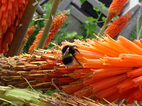 Bumblebee Aware: June 2020