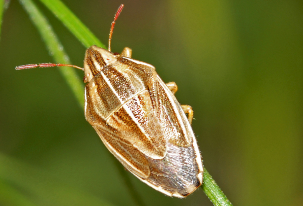 Bishop’s Mitre, a shieldbug - Aelia acuminata