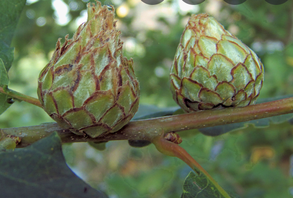 Artichoke Gall on Oak – Andricus fecundator