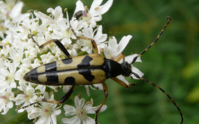 Spotted Longhorn Beetle – Strangalia maculata