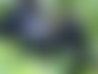 5 Tips to Help You Plan the Perfect Gorilla Trek