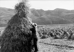 ©Dominique Cruchet, Agriculteur, Xahe, Chine.1999, Tirage NetB, 24x34cm.JPG