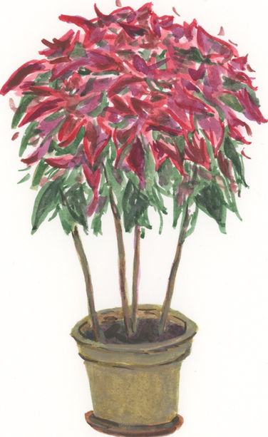 Never To Be Seen Again Poinsettia Tree