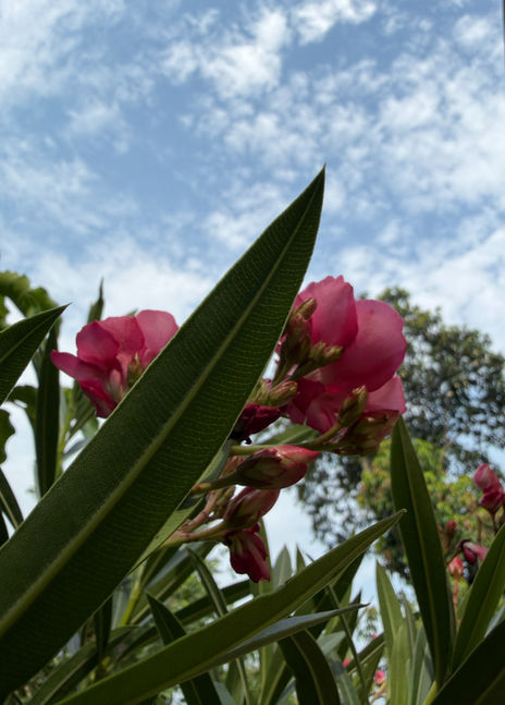Red Karveer(Oleander) Miracle: Even One Flower Outshines a Thousand Lotuses