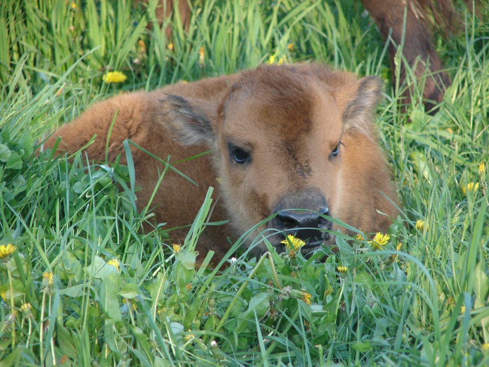 Bison Meat Ontario Blanbrook Bison Farm