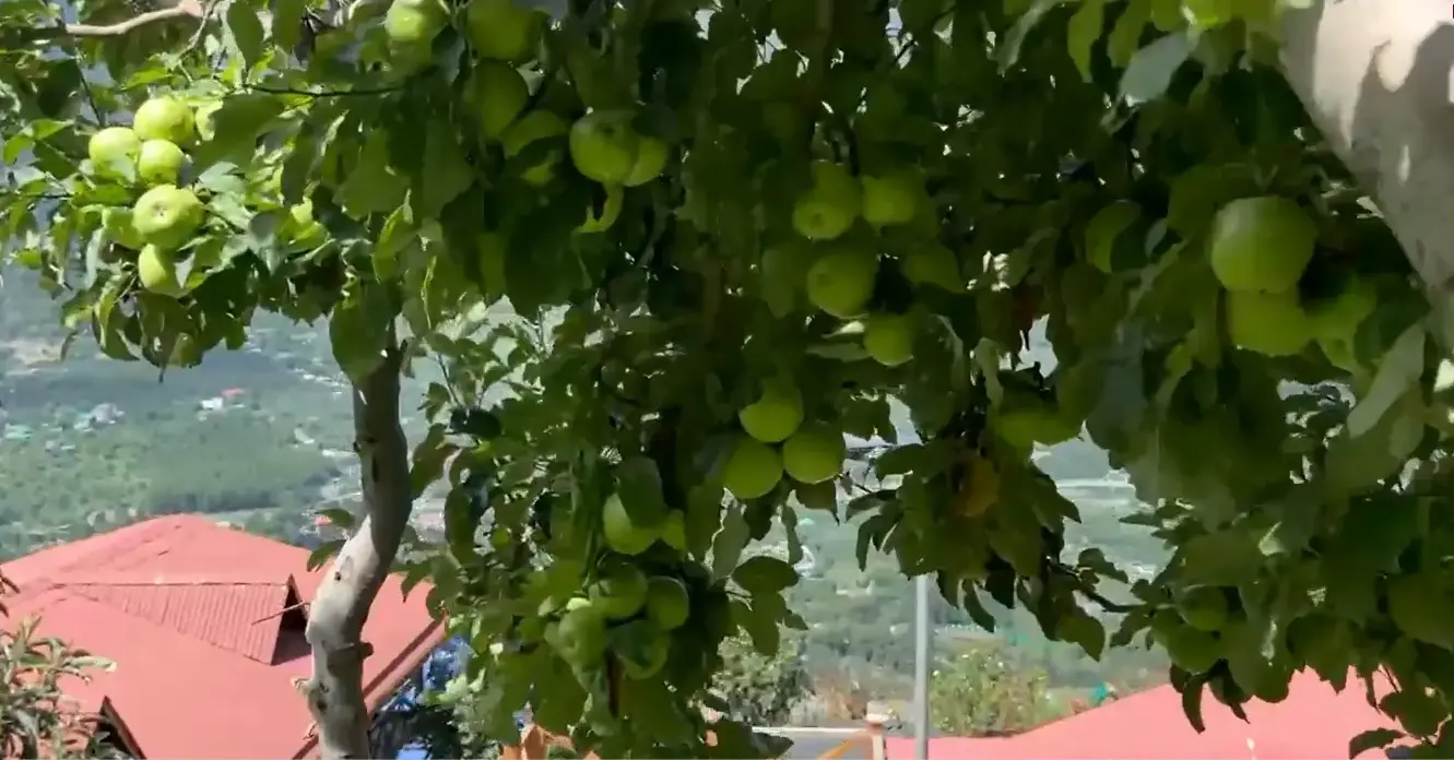 Apple Season at Himalayan Kothi