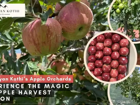 Welcome to Apple Season at Himalayan Kothi