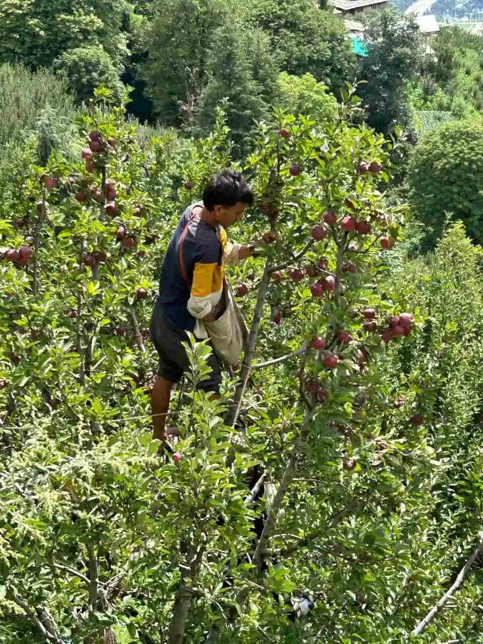 Apple Harvest