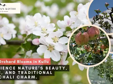 Apple Orchard Blooms in Kullu at Himalaya Kothi