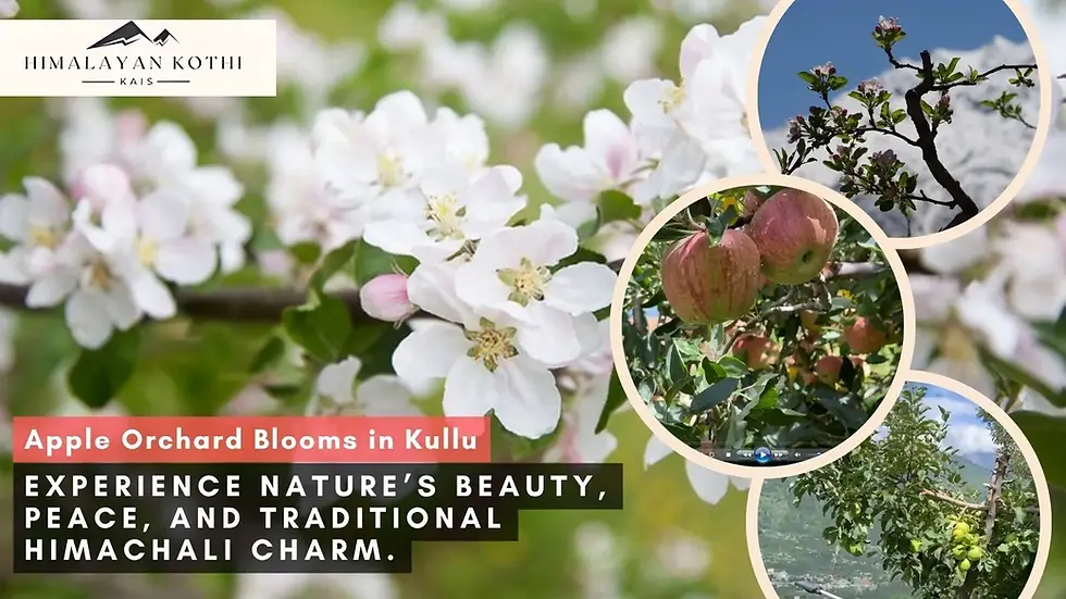 Apple Orchard Blooms in Kullu at Himalaya Kothi
