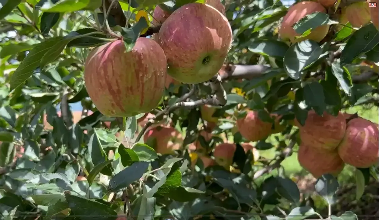 Apple Orchads
