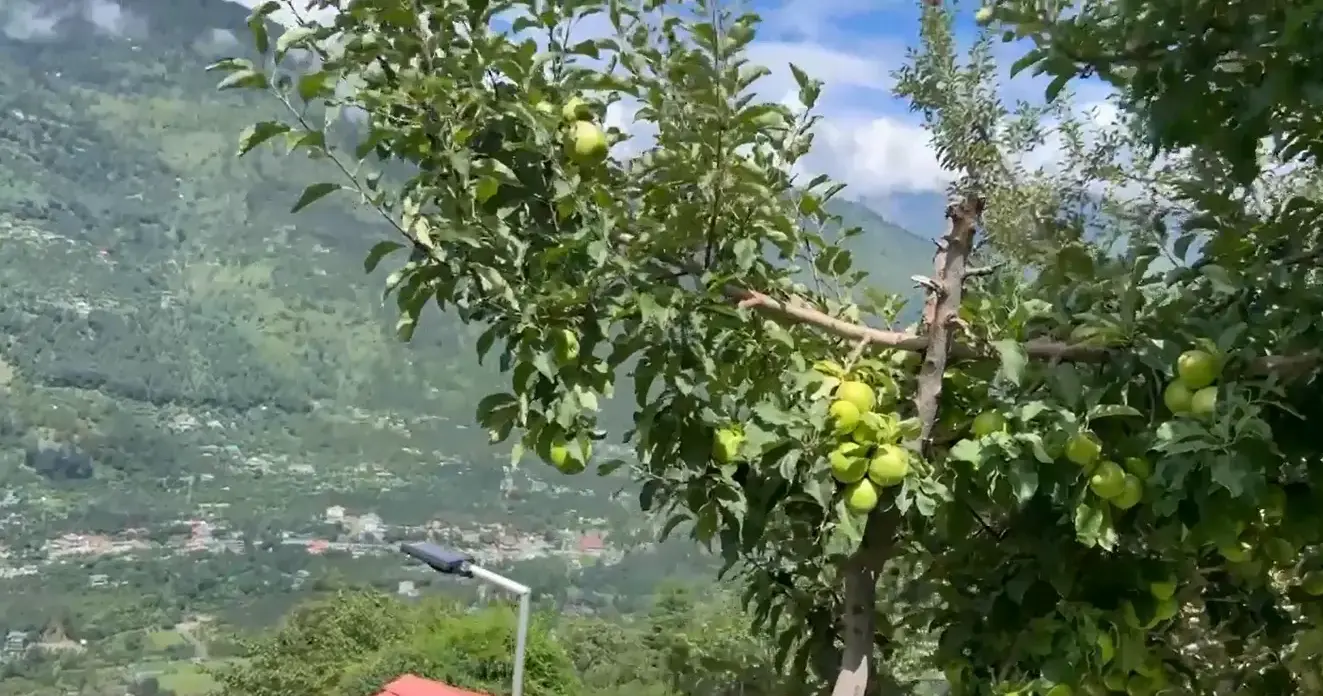 Apple harvesting in Kullu