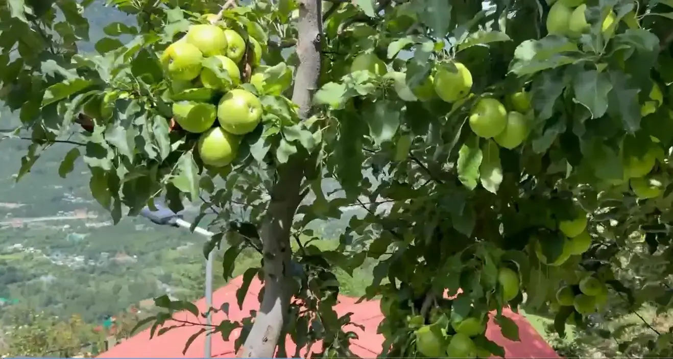 Himalayan Kothi’s Apple Orchards