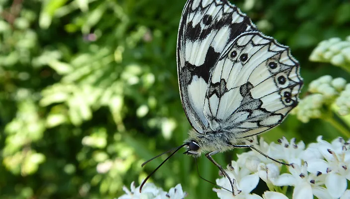 Demi-deuil JR - Melanargia galathea 1