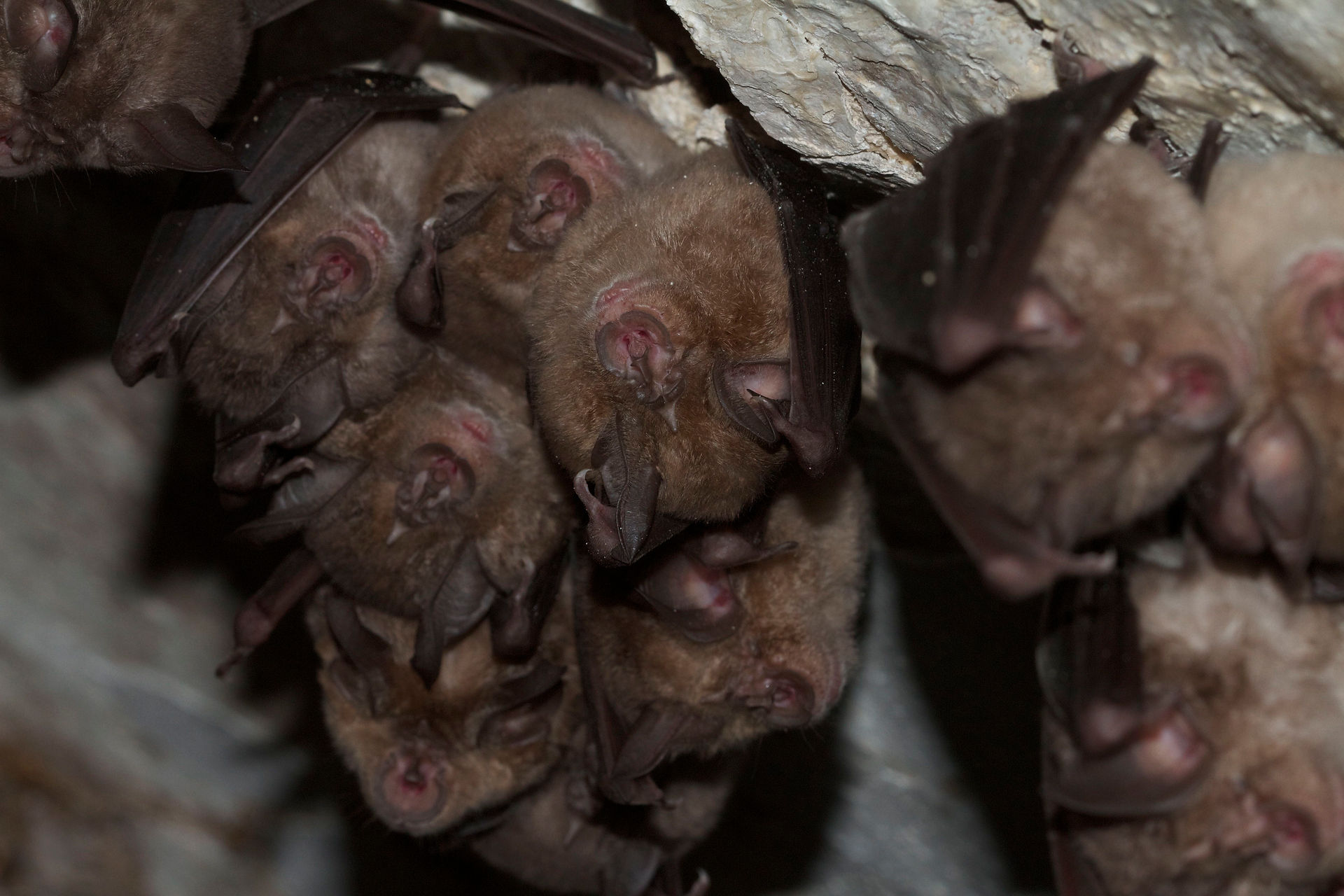 Grand Rhinolophe