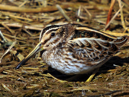 Rencontre magique...