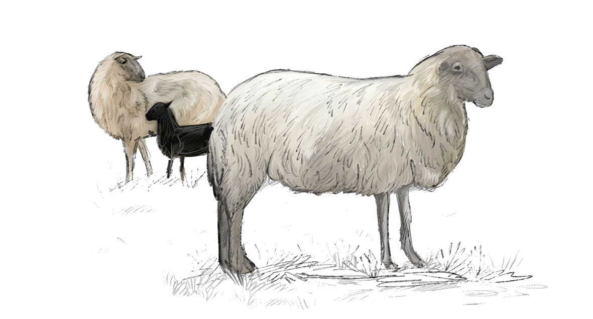 Mouton landais.gif