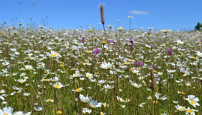 prairie fleurie