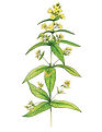 Lysimache vulgaire.jpg