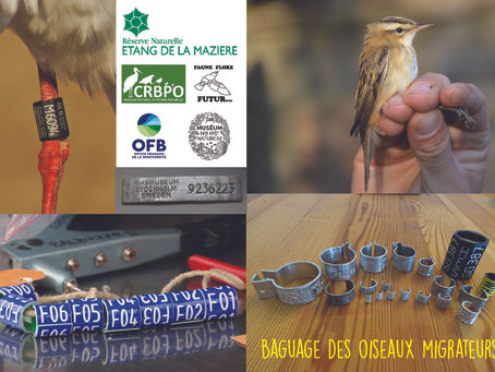 Découvrez le baguage des oiseaux