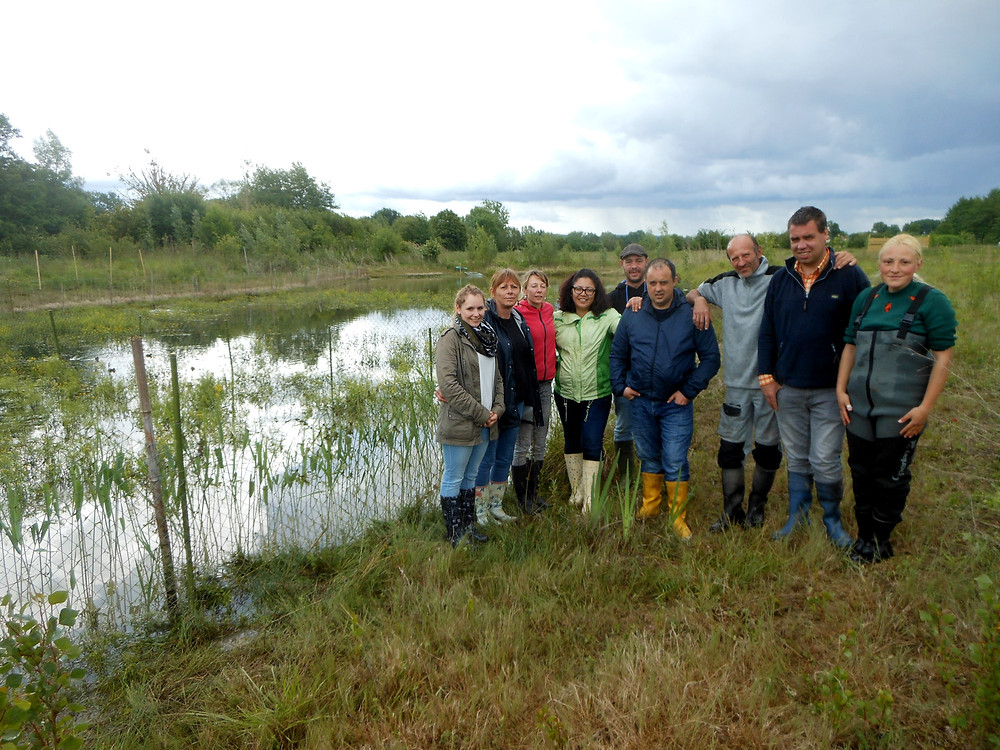 Plantation de roseaux à la RNN Mazière