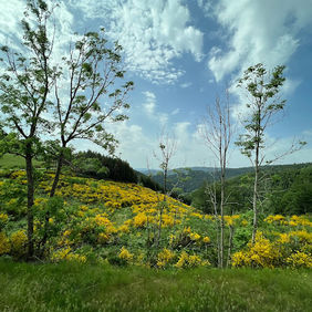 French countryside with yellow flowers