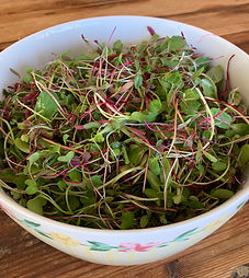 microgreens.jpg
