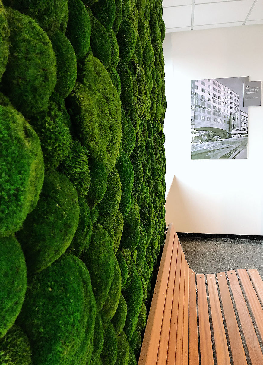Acoustic and moss wall that improves the acoustics in the workplace