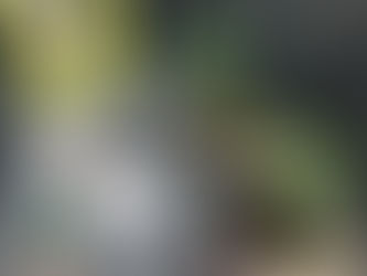 Suspeitos são presos com pés de Maconha em Palmeira dos Índios