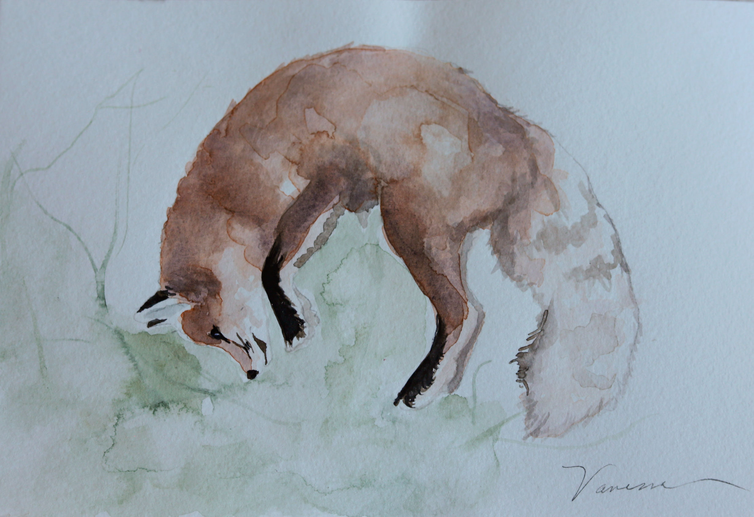 Curled Fox
