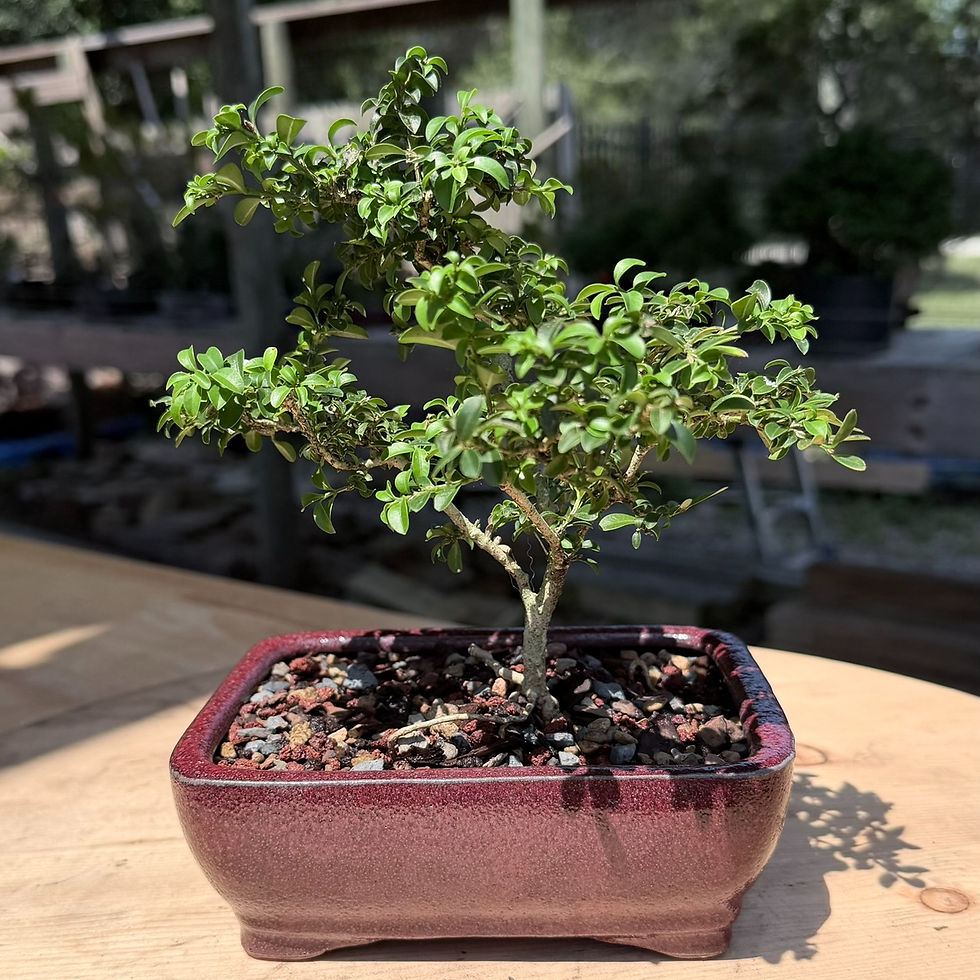 Thumbnail: Kingsville Boxwood 6"