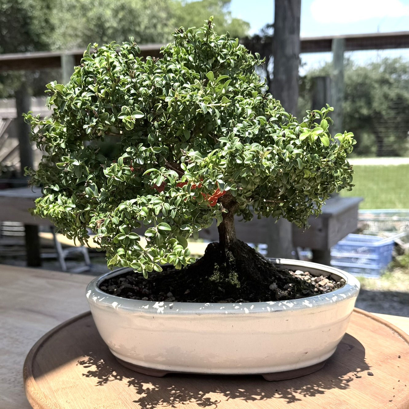 Kingsville Boxwood 10"